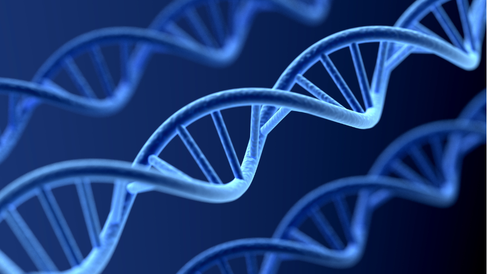 Die neuesten Erkenntnisse über die DNA und den Lebensstil