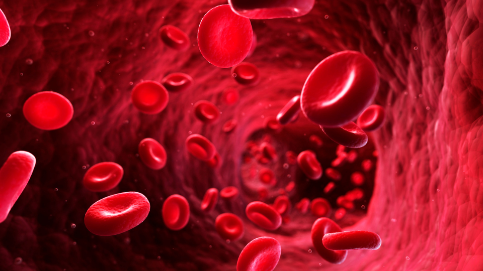 Das Blut in unserem Körper