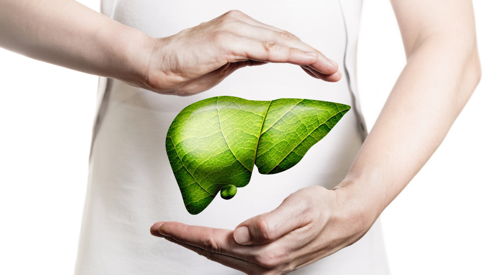 Unsere Leber - Leistungsfähigstes Entgiftungsorgan