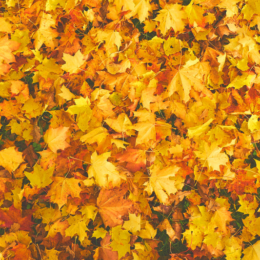 Der Herbst ist eine Zeit des Wandels, wenn die Natur sich in prächtigen Farben zeigt, die Temperaturen abkühlen und die Tage kürzer werden.