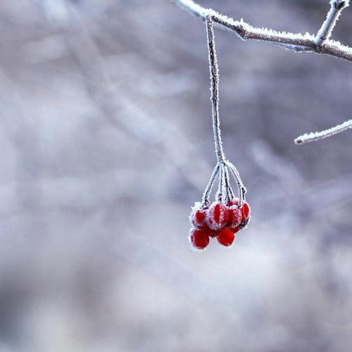 Rote Beeren am Zweig symbolisieren ETH Meditecs Winteraktion mit Sparangeboten.